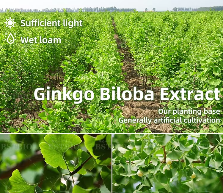 Extracto de Ginkgo Biloba