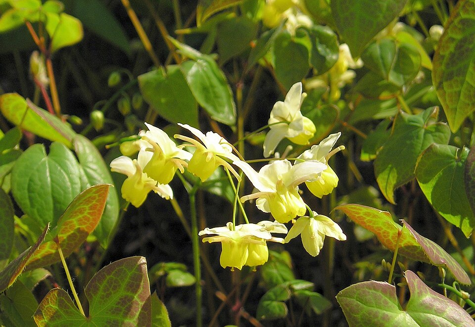 Extrato de Epimedium