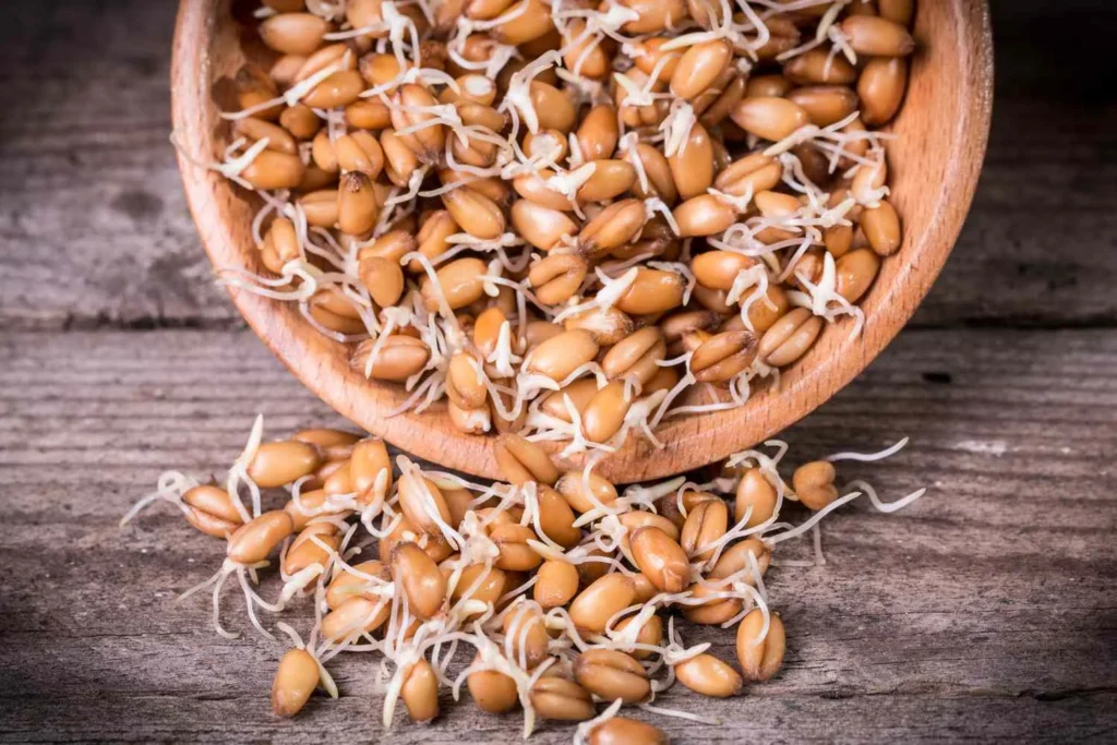 Wheat Germ Extract Benefits