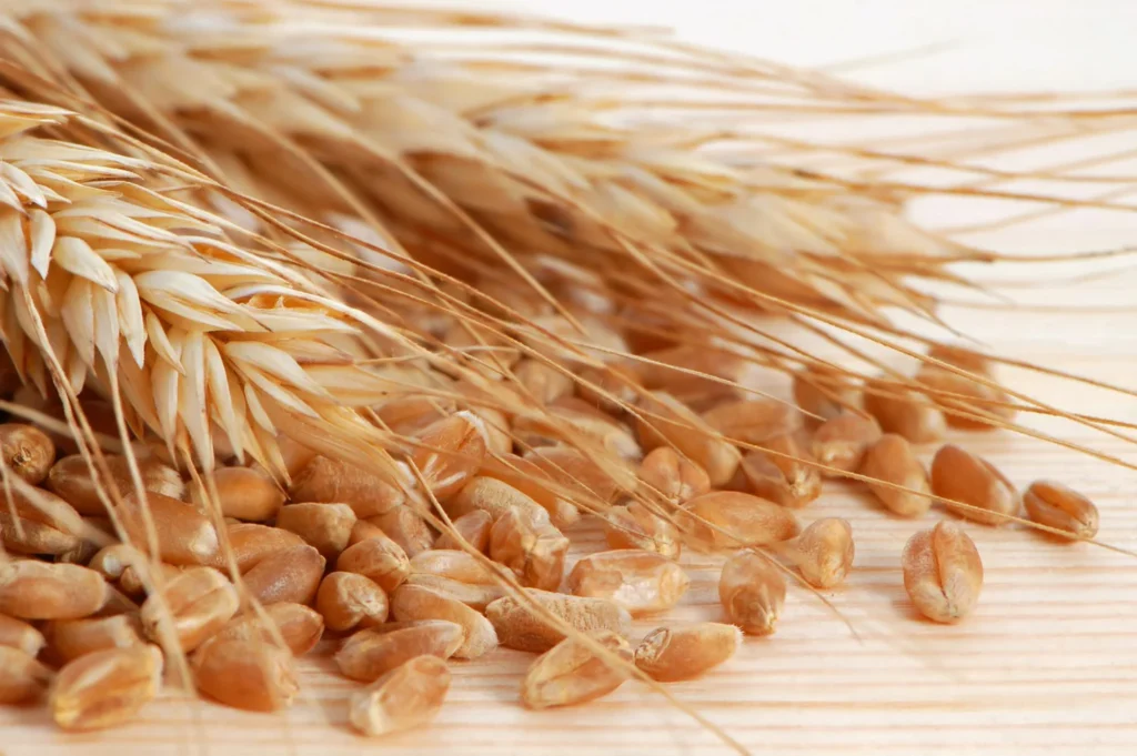 wheat bran scaled 2048x1362 1