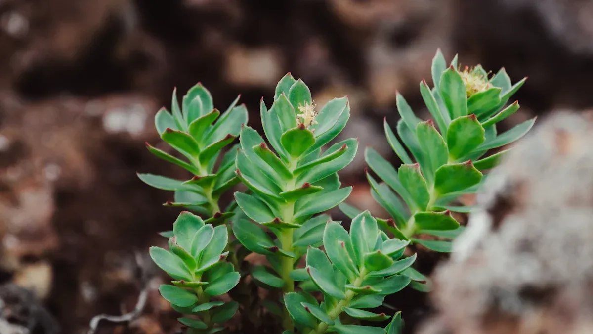 Qu'est-ce que l'extrait de rhodiola rosea ?