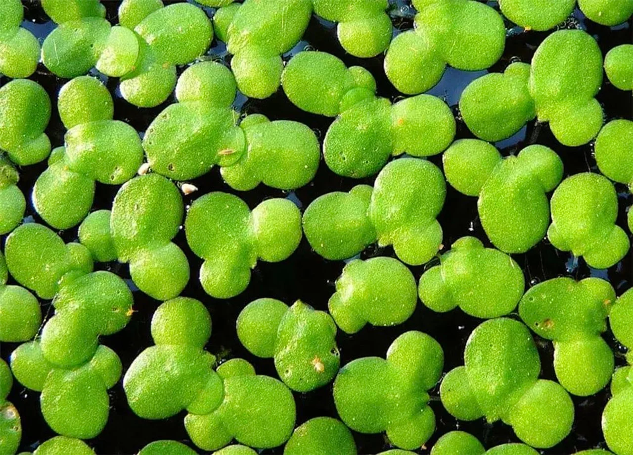 Duckweed