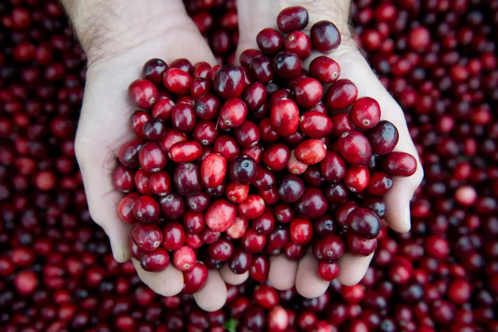 Estratto di mirtillo rosso 