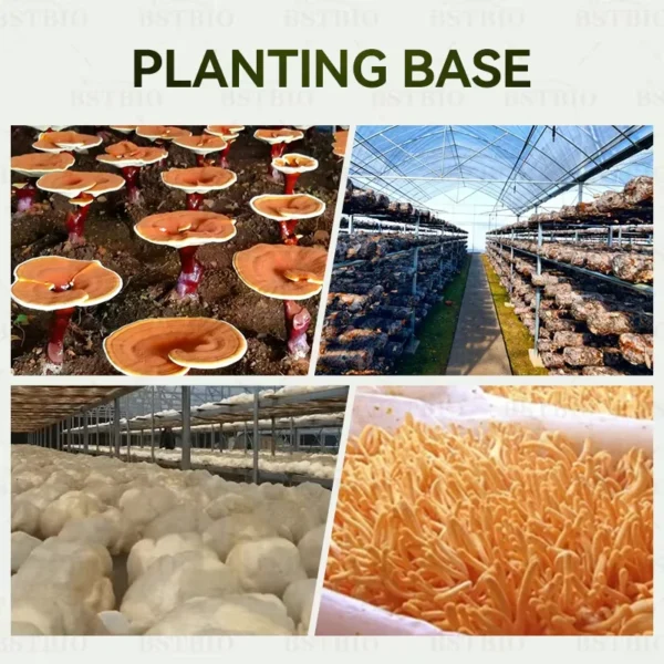 Organic Cordyceps Militaris Extract - 이미지 4