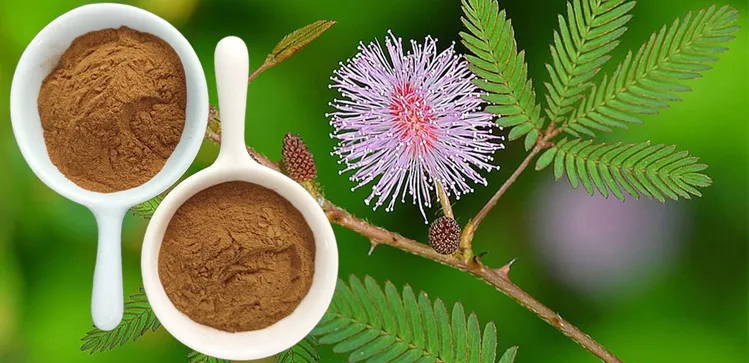 What is the use of Mimosa bark