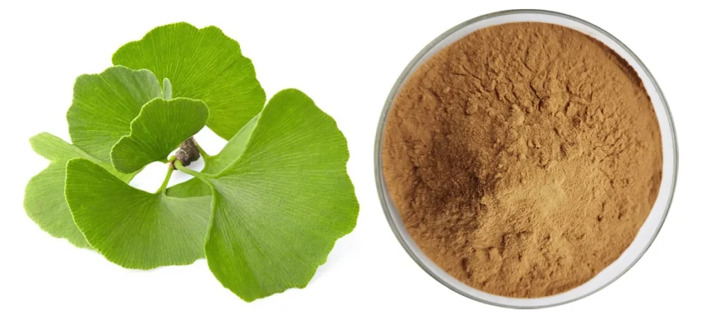 Ginkgo Biloba Extract 8