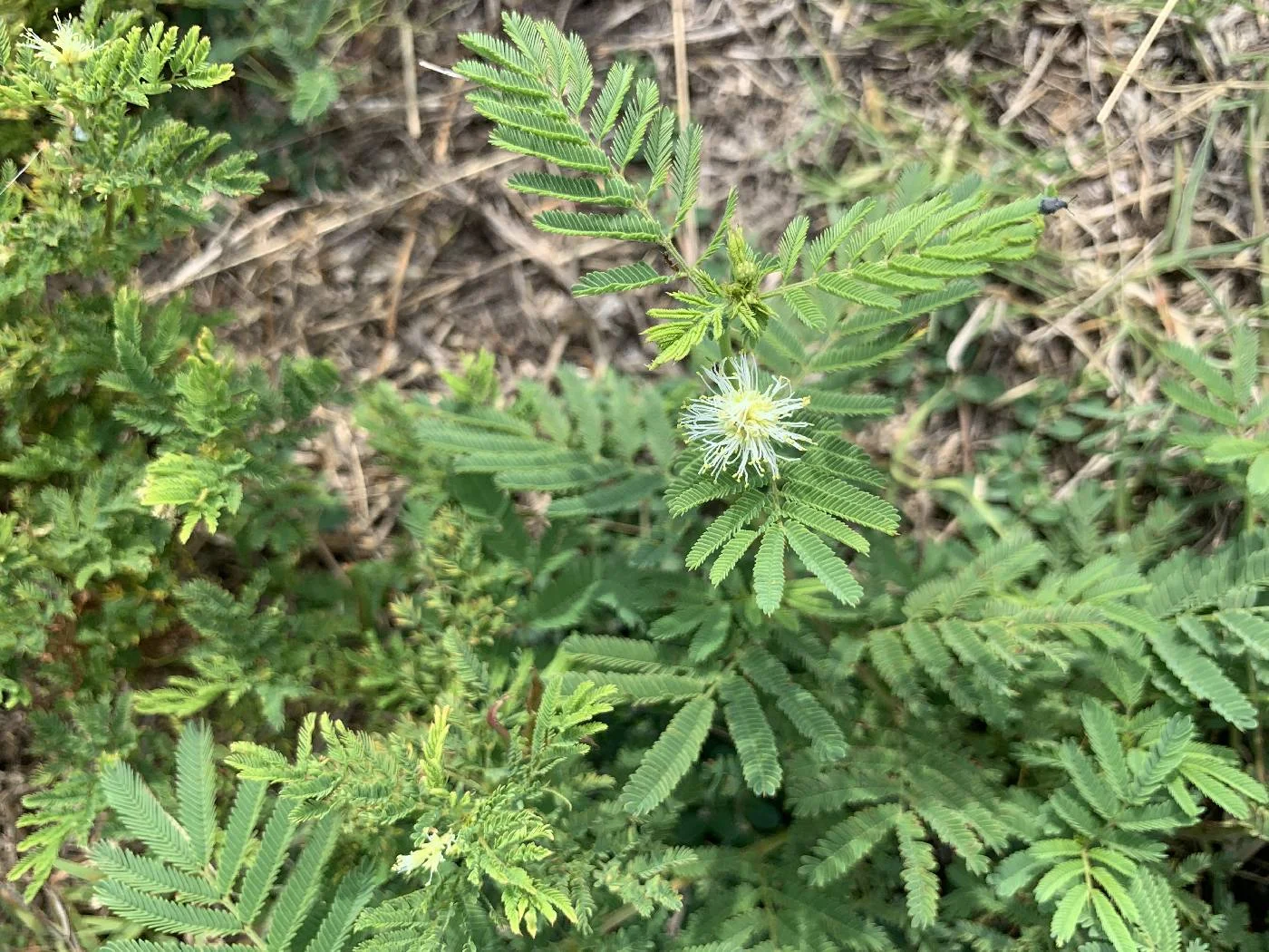 Mimosa Bark