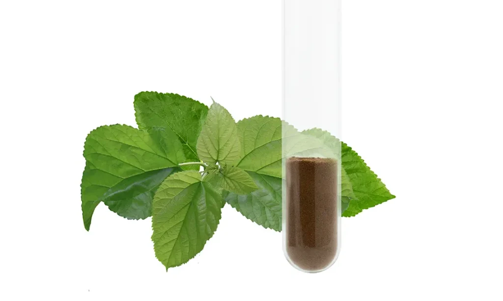 Mulberry Leaf Extract