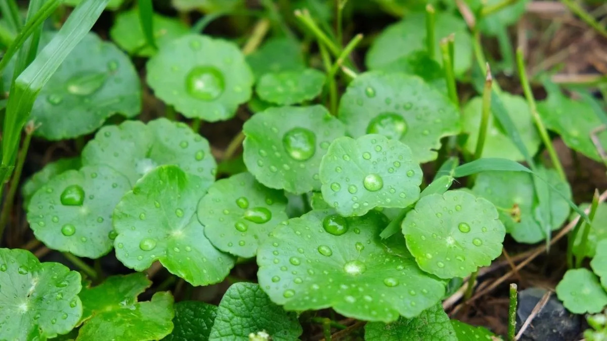 Extracto de centella asiática