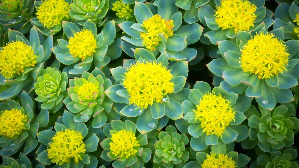 Extrait de Rhodiola Rosea