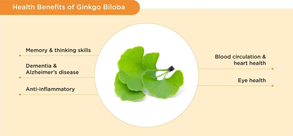 Ginkgo biloba Benefits EN