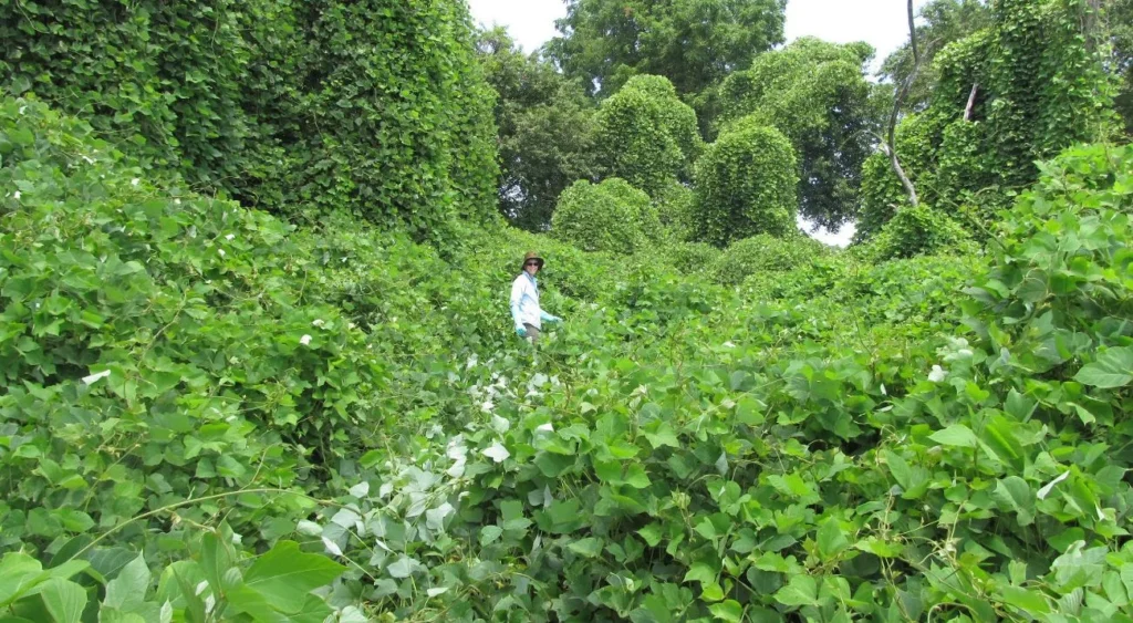 What Exactly Is Kudzu Root Extract