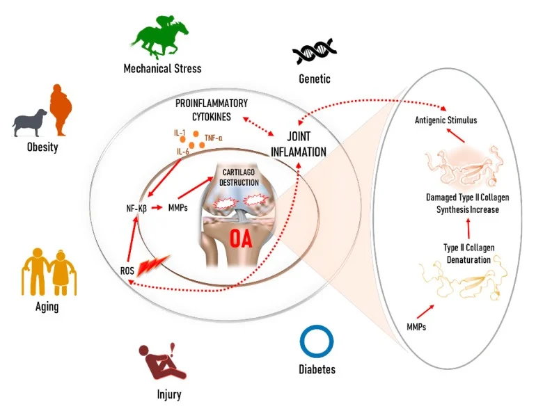 Qu'est-ce qui distingue le collagène de type II non dénaturé des autres types de collagène ?