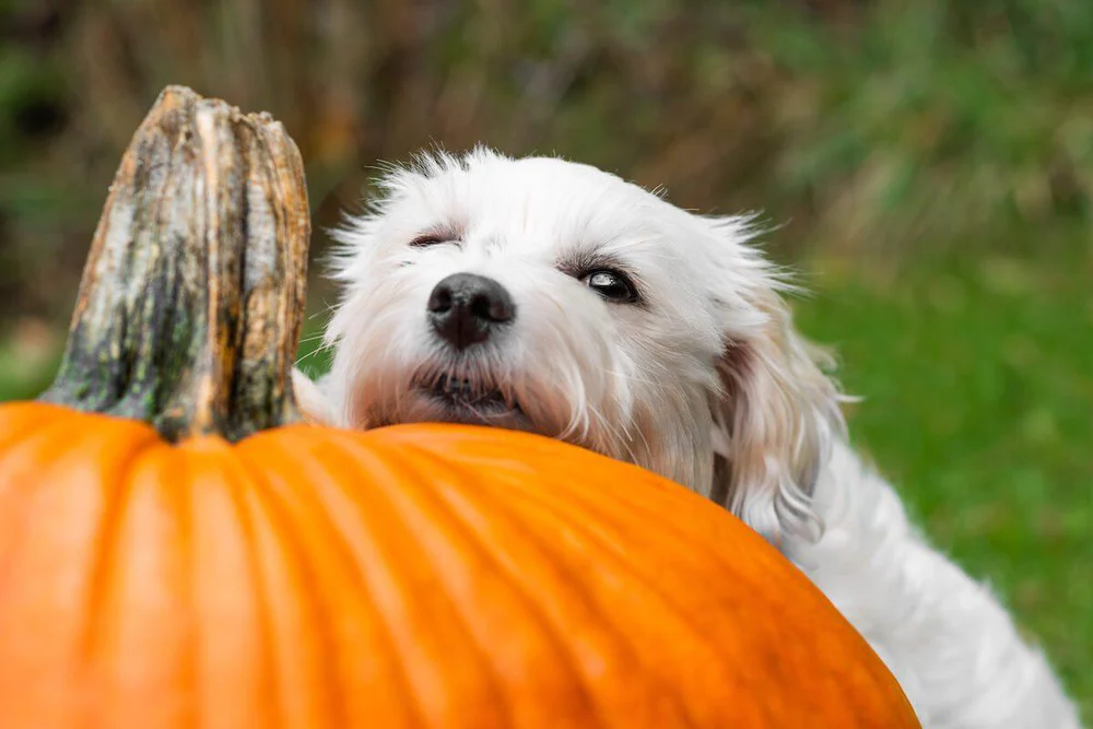dog resting its head on a pumpkin 7ae501f6 5a63 4ab1 abd0 d921a4ae3e10