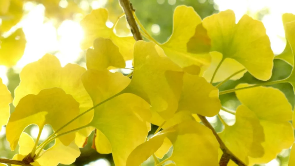 gingko biloba supplement scaled 1