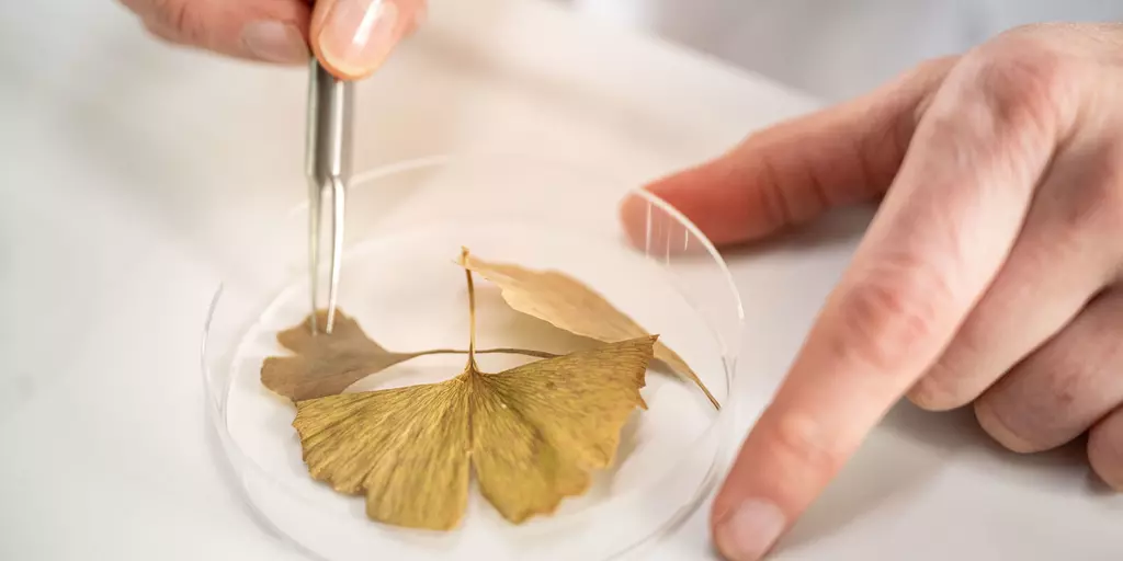 ginkgo petrischale.jpg