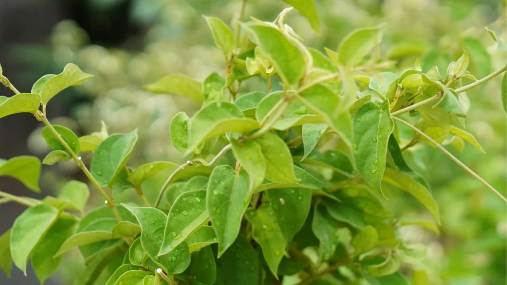 gymnema sylvestre extract 1
