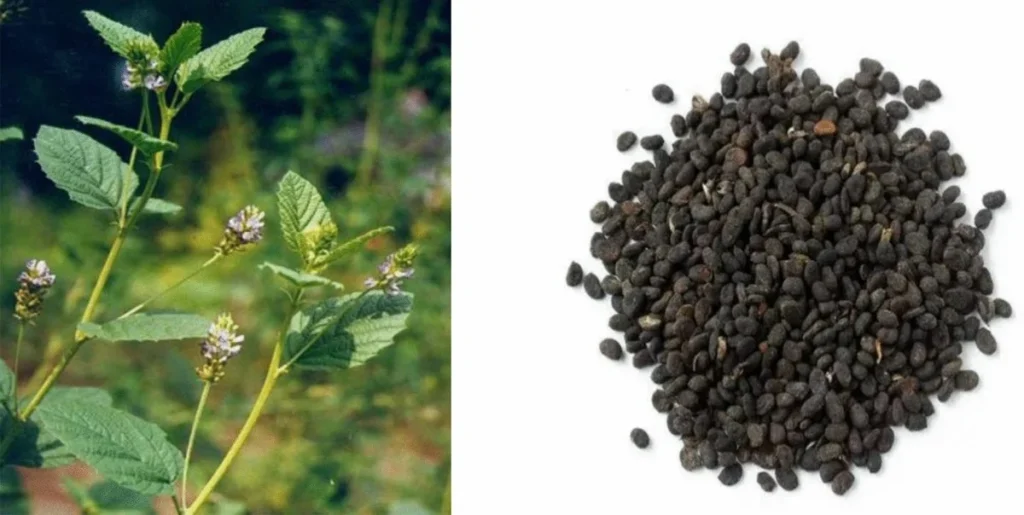 What Exactly Is Psoralea Corylifolia Extract