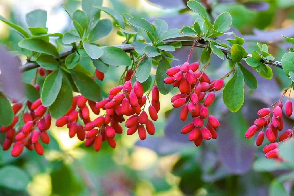 Can Berberine help reduce belly fat