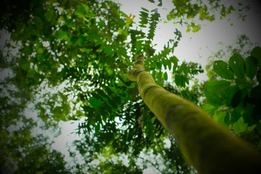 Eurycoma Longifolia Tongkat Ali