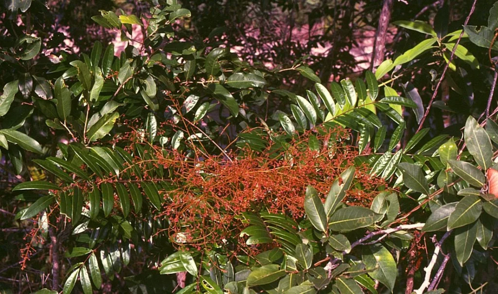 Eurycoma longifolia 1