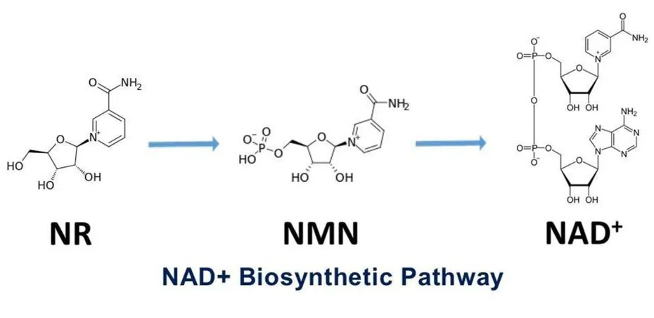 NR supplment vs NMN supplement 2