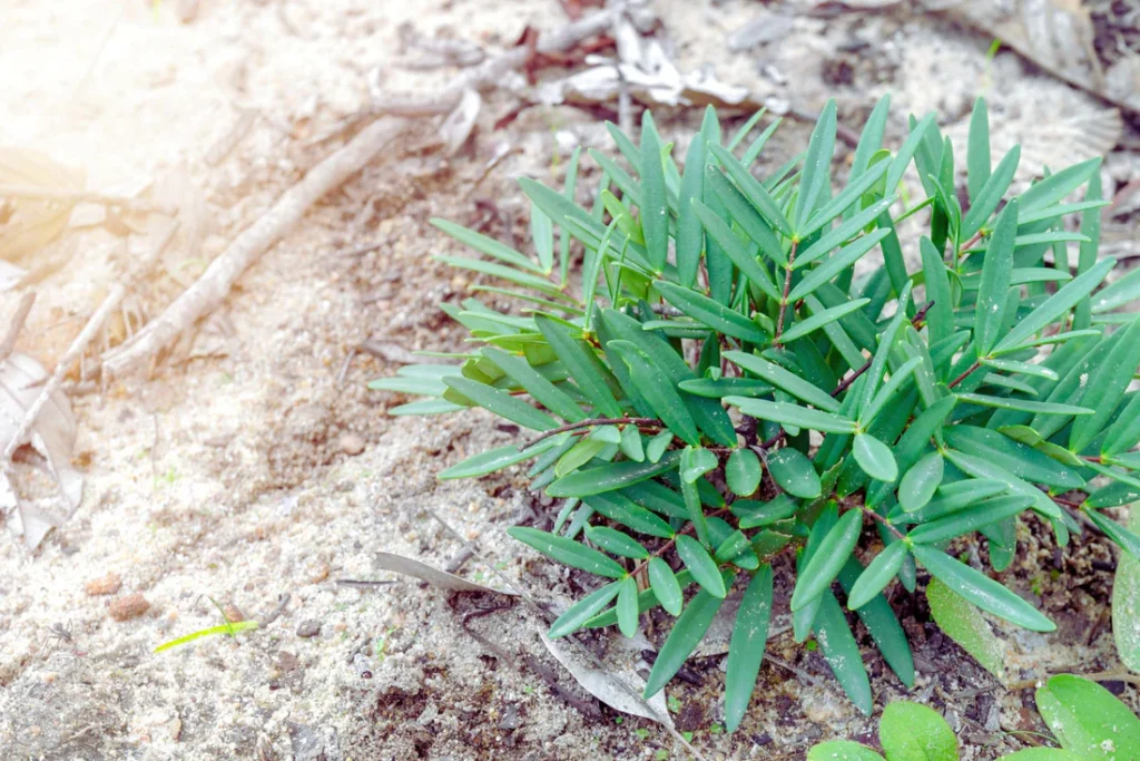 Tongkat Ali Eurycoma longifolia