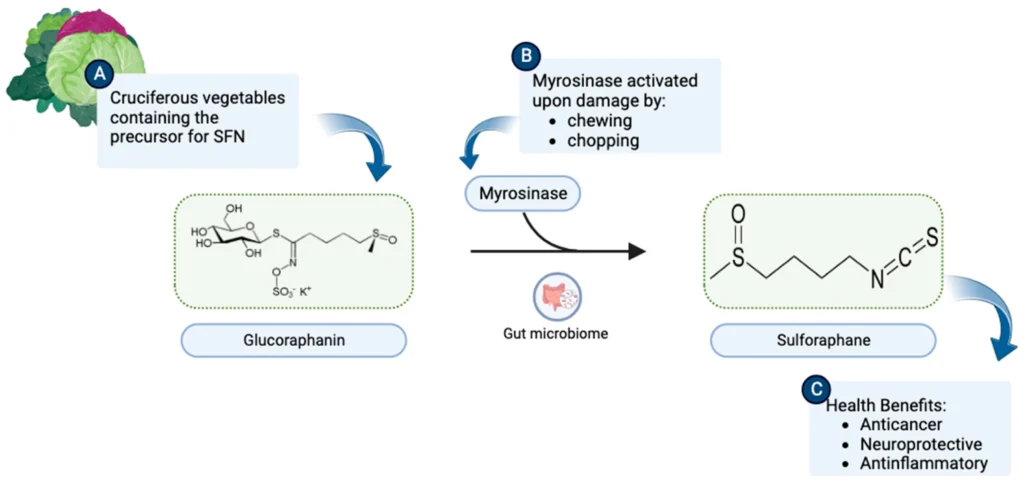 molecules 28 06902 g001