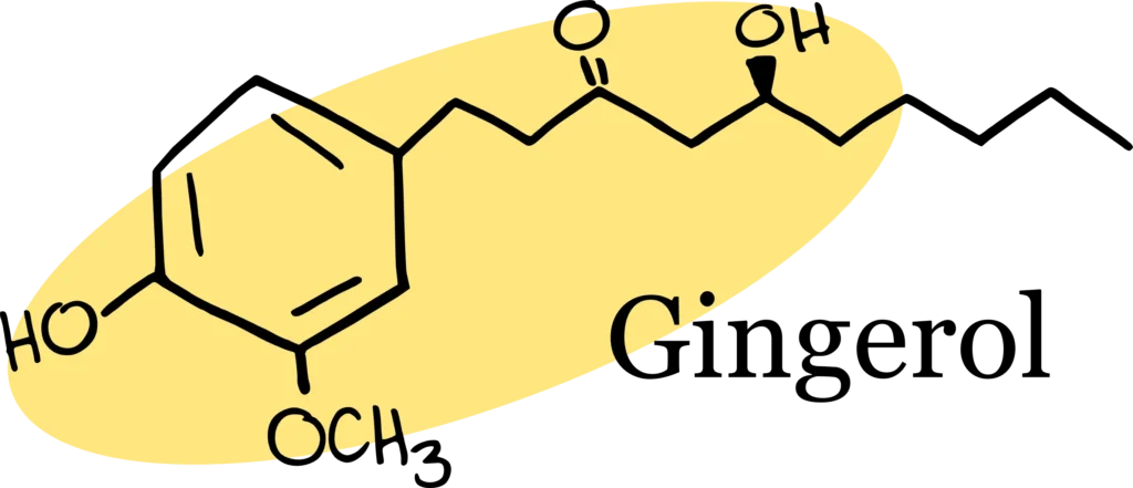 gingerol 1