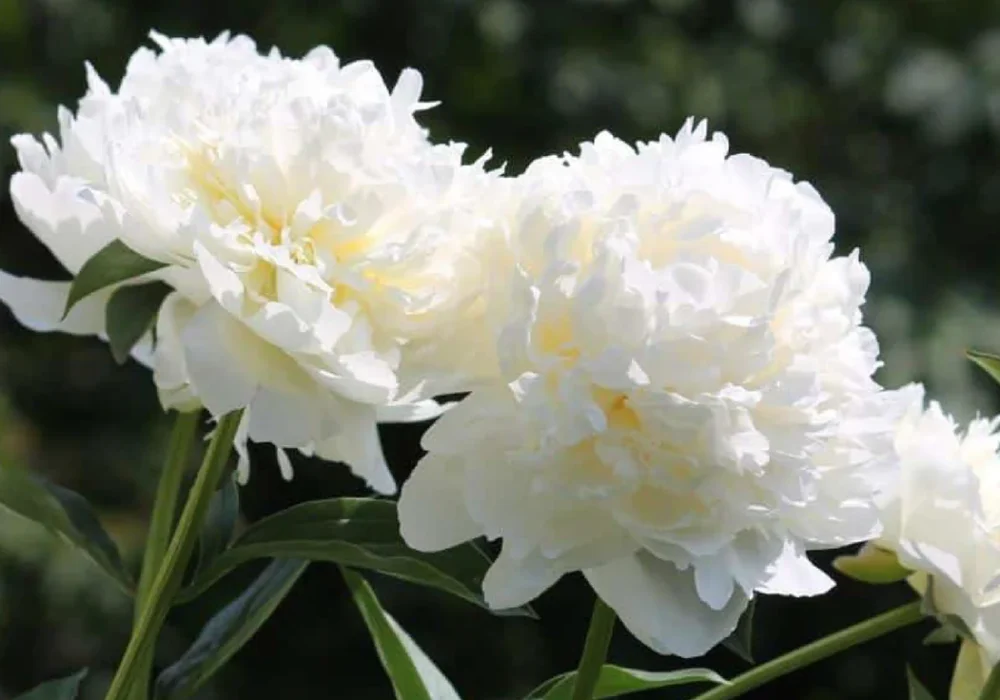 117_Paeonia_albiflora-01_855c552f-1692-48ec-9114-3ac059c2b301