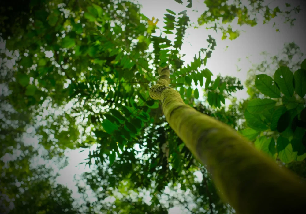 Eurycoma_Longifolia_Tongkat_Ali