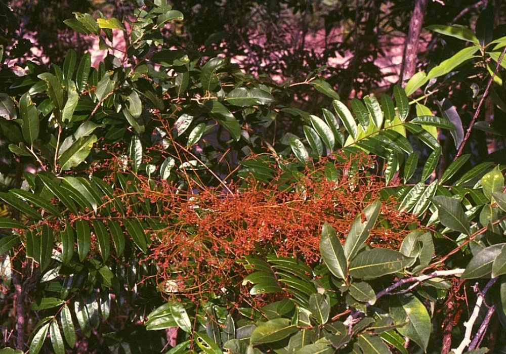 Eurycoma_longifolia_1