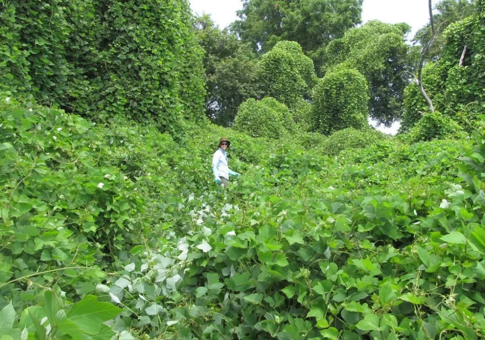 Kudzu_USDA