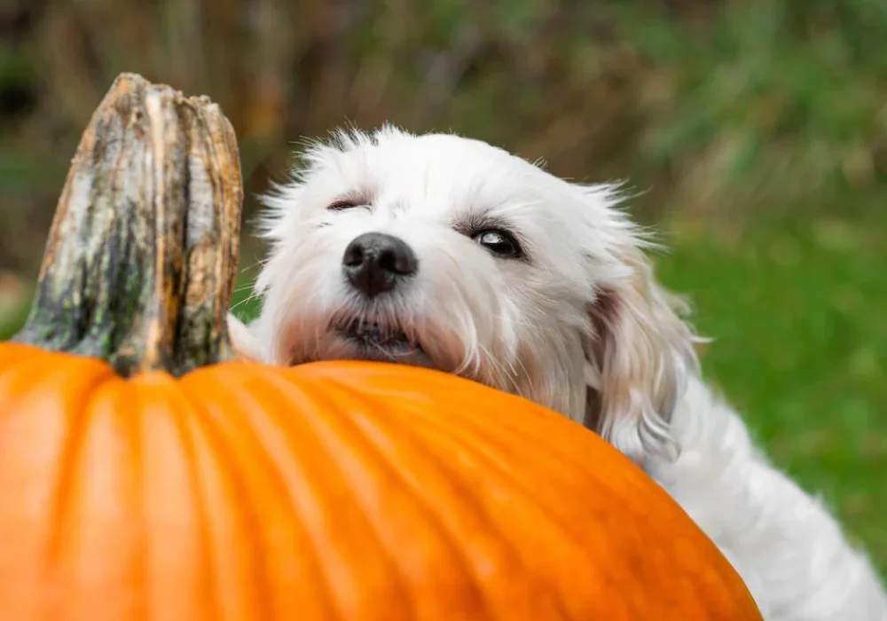 dog-resting-its-head-on-a-pumpkin_7ae501f6-5a63-4ab1-abd0-d921a4ae3e10